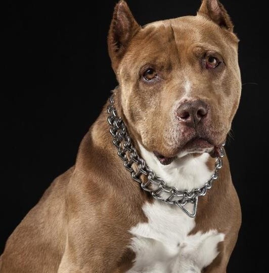 比特犬的优点和缺点