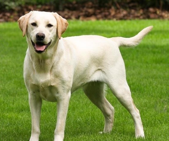 拉布拉多犬怎么喂养方法