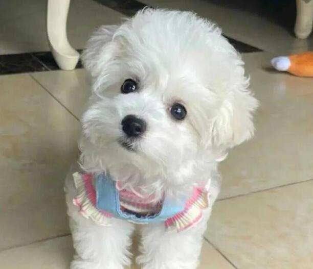 比熊犬简介 比熊犬图片 比熊犬多少钱一只