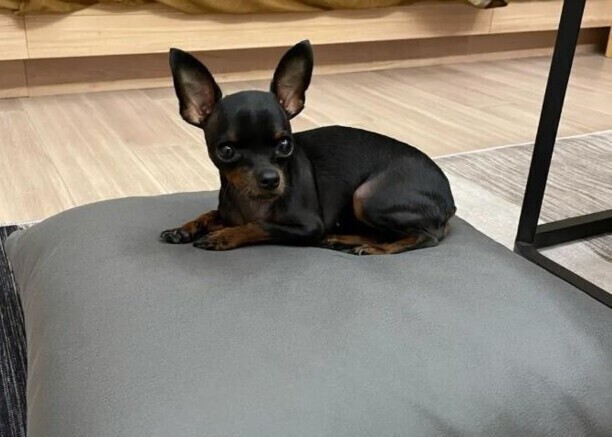 小鹿犬的优点与缺点