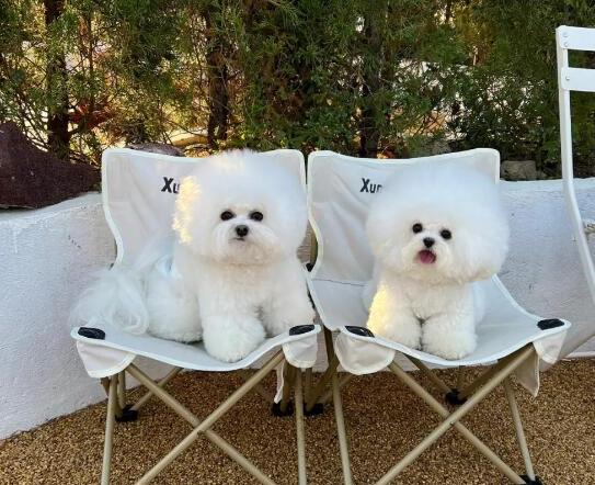 比熊犬怎么养