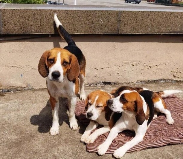 比格犬多少钱一只 比格犬的优缺点及性格