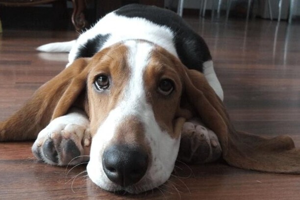 巴吉度犬怎么样