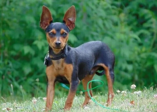 小鹿犬和吉娃娃的区别