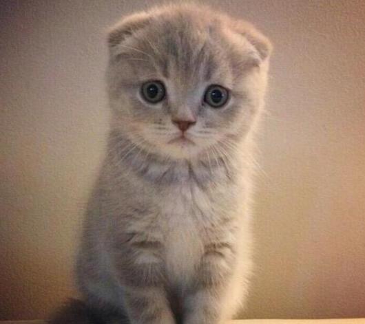折耳猫发病症状