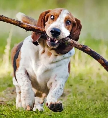 巴吉度犬图片 巴吉度犬优缺点 巴吉度犬市场价多少钱