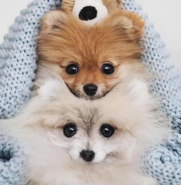 狗狗狂犬疫苗多久打一次