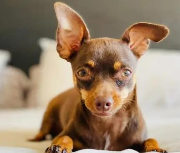 小鹿犬多少钱一只