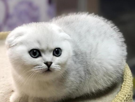 折耳猫掉毛严重怎么办