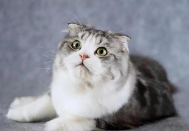 折耳猫为什么不能养