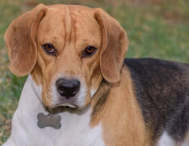 比格犬多少钱一只 比格犬的优缺点及性格