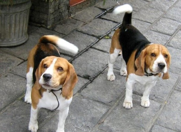 比格犬智商排名：第72名(共138个犬种)