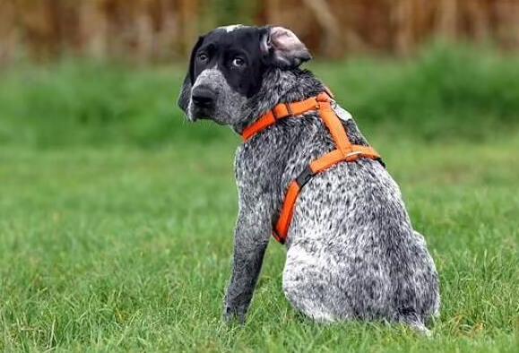 嗅觉猎犬前五排行榜
