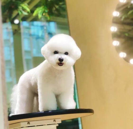 比熊犬怎么养