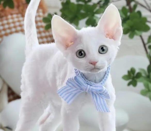 德文卷毛猫的优缺点