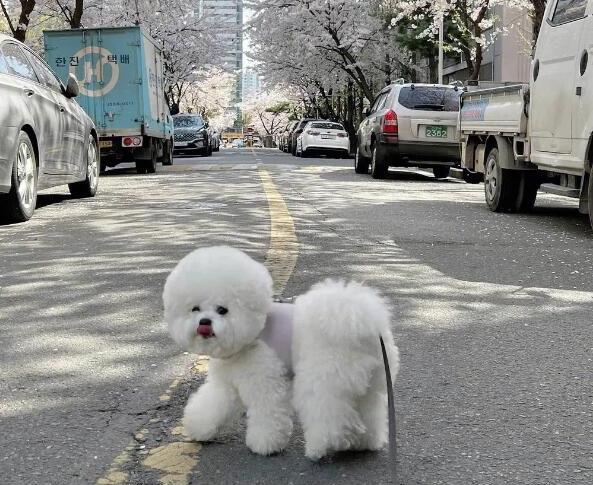 比熊犬简介 比熊犬图片 比熊犬多少钱一只