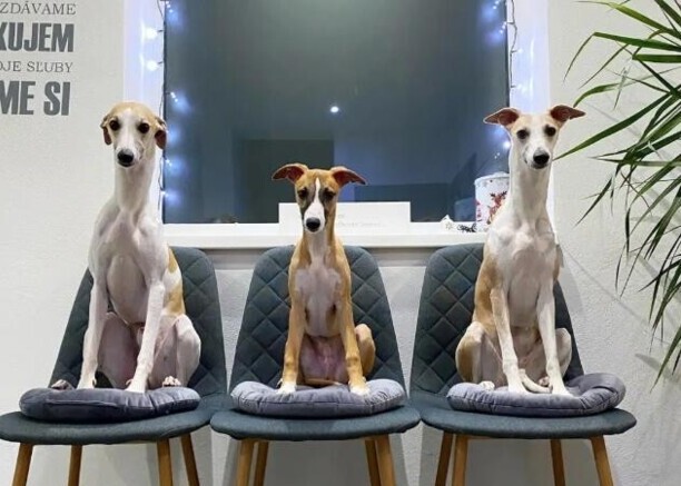 慧比特犬一只多少钱 惠比特犬和灵缇的区别 慧比特犬一只多少钱 惠比特犬和灵缇的区别