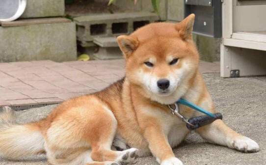 四个月的柴犬是不是已经认主了-柴犬一生会认几个主人