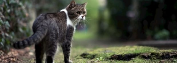 猫咪最怕什么东西,猫最怕的七种东西