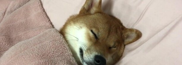 一个多月的柴犬能不能啃骨头-柴犬几个月开始补钙 一个多月的柴犬能不能啃骨头-柴犬几个月开始补钙