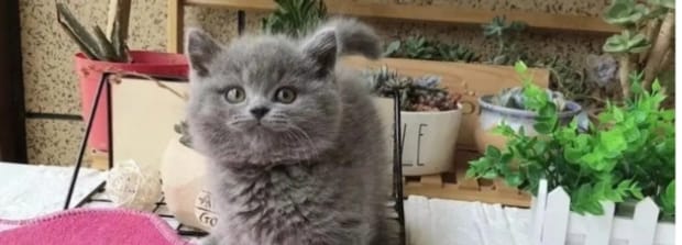 最贵的21种猫排名,五个名贵猫品种