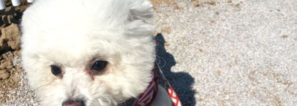 比熊犬怎么训练大小便 比熊犬怎么训练大小便