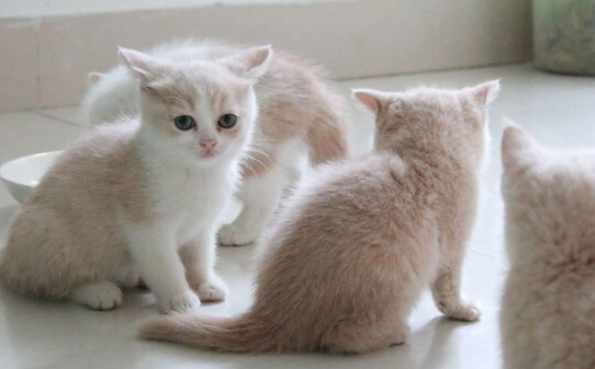 猫能听懂人说话吗,猫咪能听懂主人说话吗