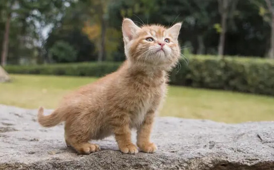 猫咪最怕什么东西,猫最怕的七种东西