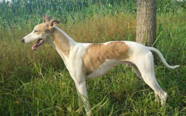怎样训练灵缇犬,灵缇犬怎么训练 怎样训练灵缇犬,灵缇犬怎么训练