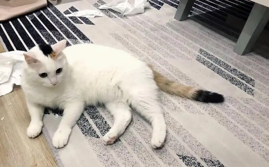 猫和松树能在同一屋吗-松树对猫有害吗