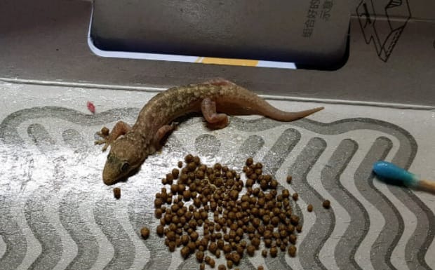 壁虎喜欢吃什么蔬菜,壁虎一般会不会不吃蔬菜
