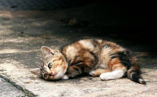 楼房适合养猫吗,野猫可以养成宠物猫吗
