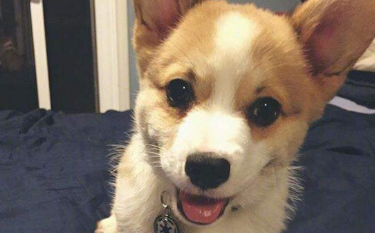 柯基太好动怎么训练-柯基犬的训练方法有哪些