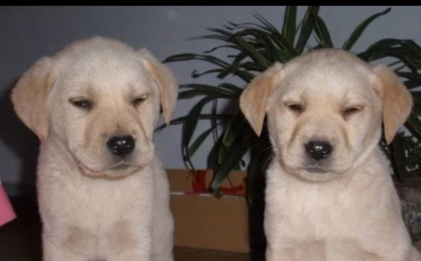 如何训练拉布拉多幼犬
