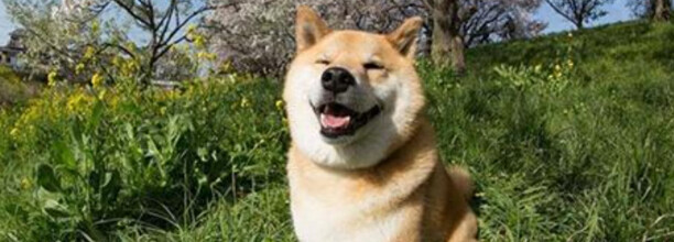 柴犬优缺点,柴犬属于攻击性强的狗吗