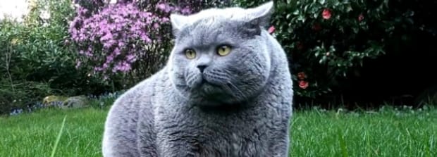 猫吃红薯的正确方法,猫一次可以吃多少红薯