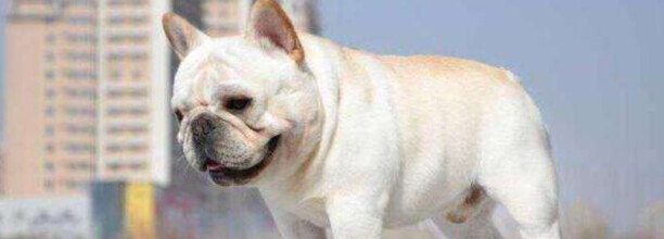斗牛犬怎么养,法斗犬的饲养方法