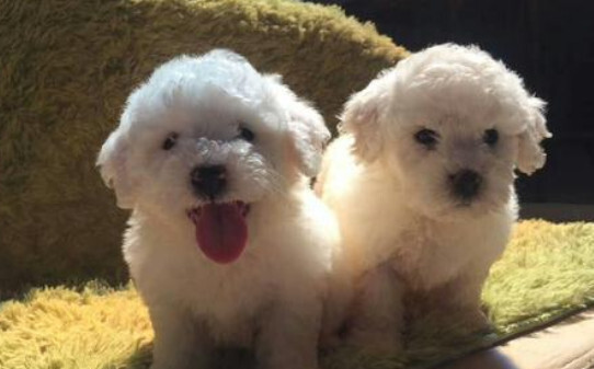 比熊犬能长多大,比熊能长30厘米吗 比熊犬能长多大,比熊能长30厘米吗