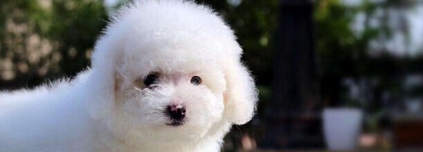 小体比熊怎么训练大小便,比熊犬如何训练大小便
