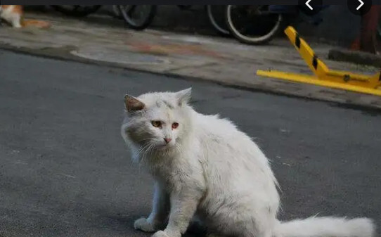 流浪猫如何过冬,北方的流浪猫冬天怎么过冬