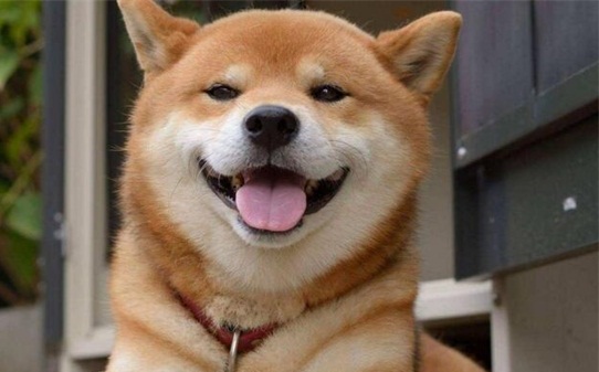 训白柴犬的十句口诀-怎样训练柴犬