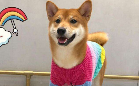柴犬不听话怎么让柴犬听话-柴犬太淘气了怎么办