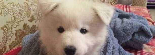 怎么训练萨摩耶犬