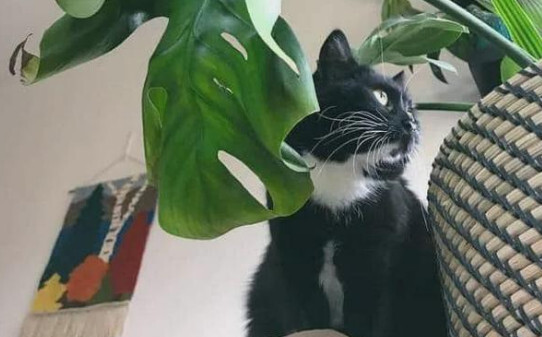 对猫咪有毒的植物有哪些,龟背竹对猫有毒吗