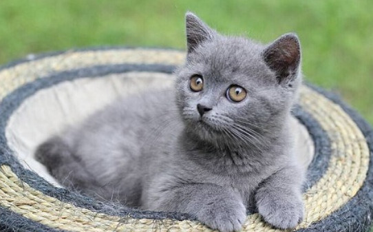 全身灰色的猫是什么品种-灰色猫咪是什么品种