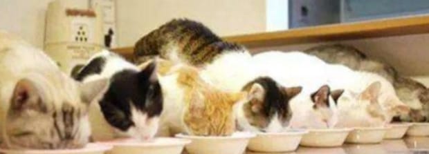 布偶猫如何喂猫粮-猫食怎么做