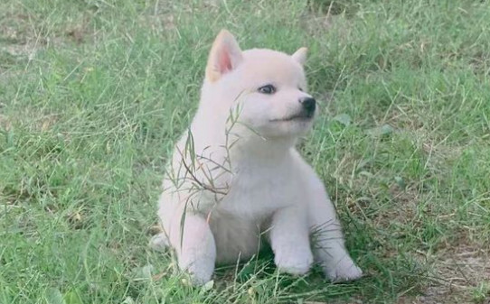 一个多月的柴犬能不能啃骨头-柴犬几个月开始补钙 一个多月的柴犬能不能啃骨头-柴犬几个月开始补钙