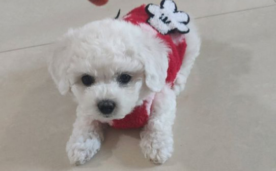 比熊幼犬如何训练定点大小便,怎么训练比熊幼犬