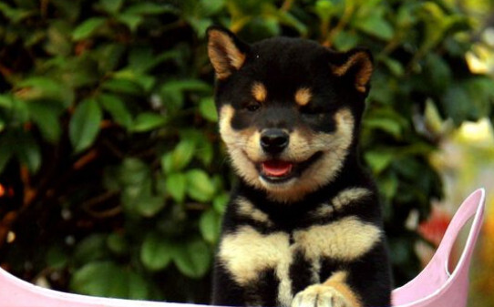日本豆柴犬怎么样-日本豆柴犬价格一般多少钱