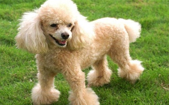 贵宾犬怎么训练大小便-训练贵宾犬大小便的方法